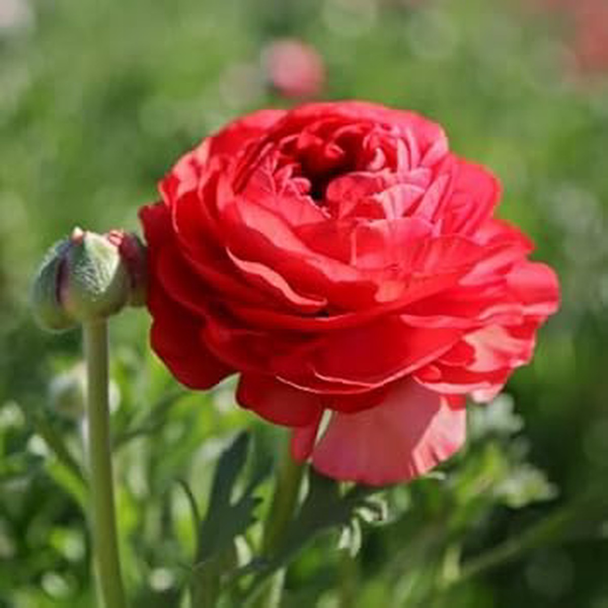 Red Ranunculus Asiaticus Flower Seeds for Planting Heirloom Non-GMO High Germination Organic Garden Seeds