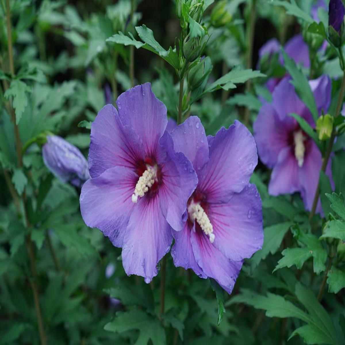 Sharon Hibiscus Flower Seeds for Planting  Heirloom, Non-GMO, High Germination Organic Garden Seeds