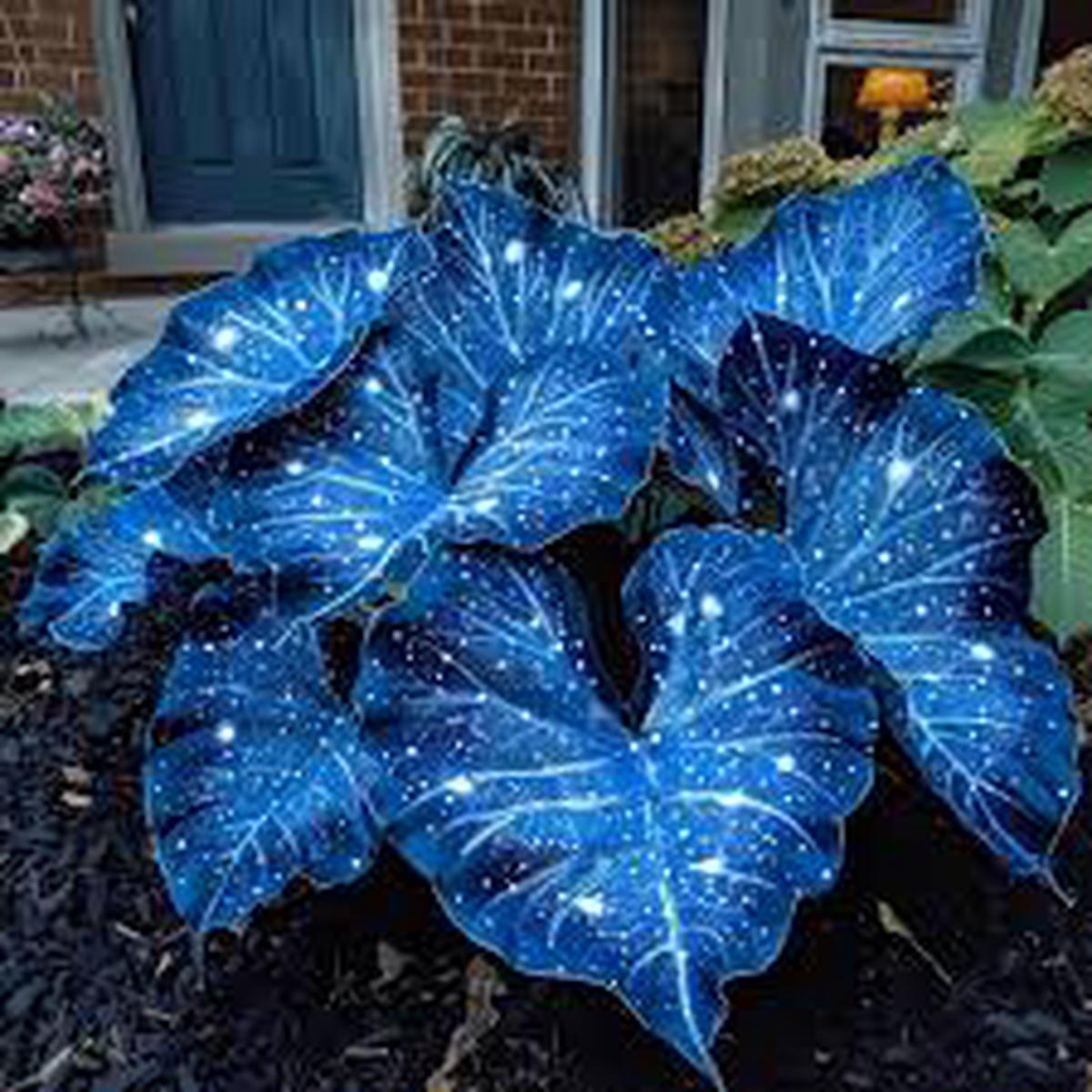 Sky Blue Caladium Flower Seeds for Planting Heirloom, Non-GMO, High Germination Organic Garden Seeds