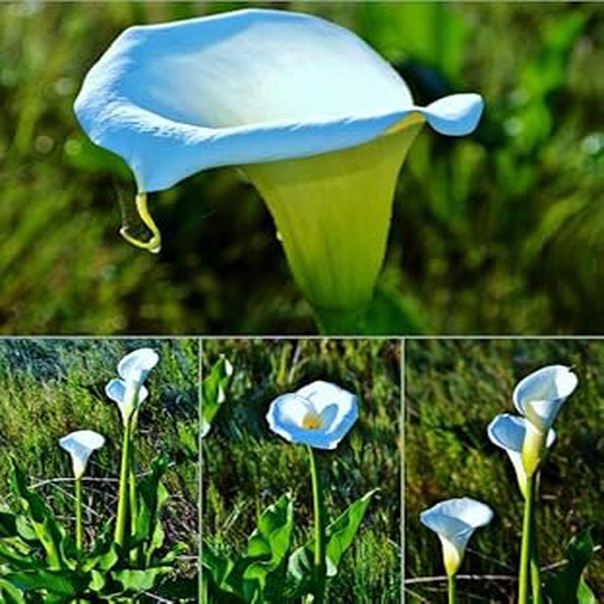 Sky Blue Calla Flower seeds for Planting - Shade Tolerant, Heirloom & GMO Free Seeds for Home Garden