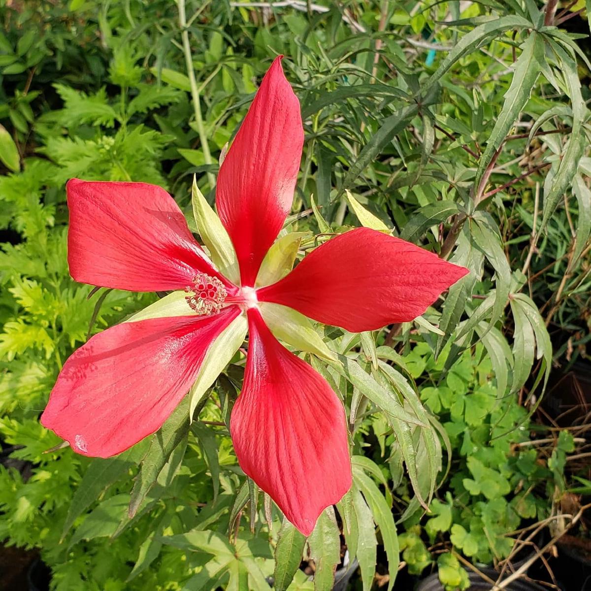 Texas Star Red Hibiscus Flower Seeds for Planting  Heirloom, Non-GMO, Easy to Grow, Perennial