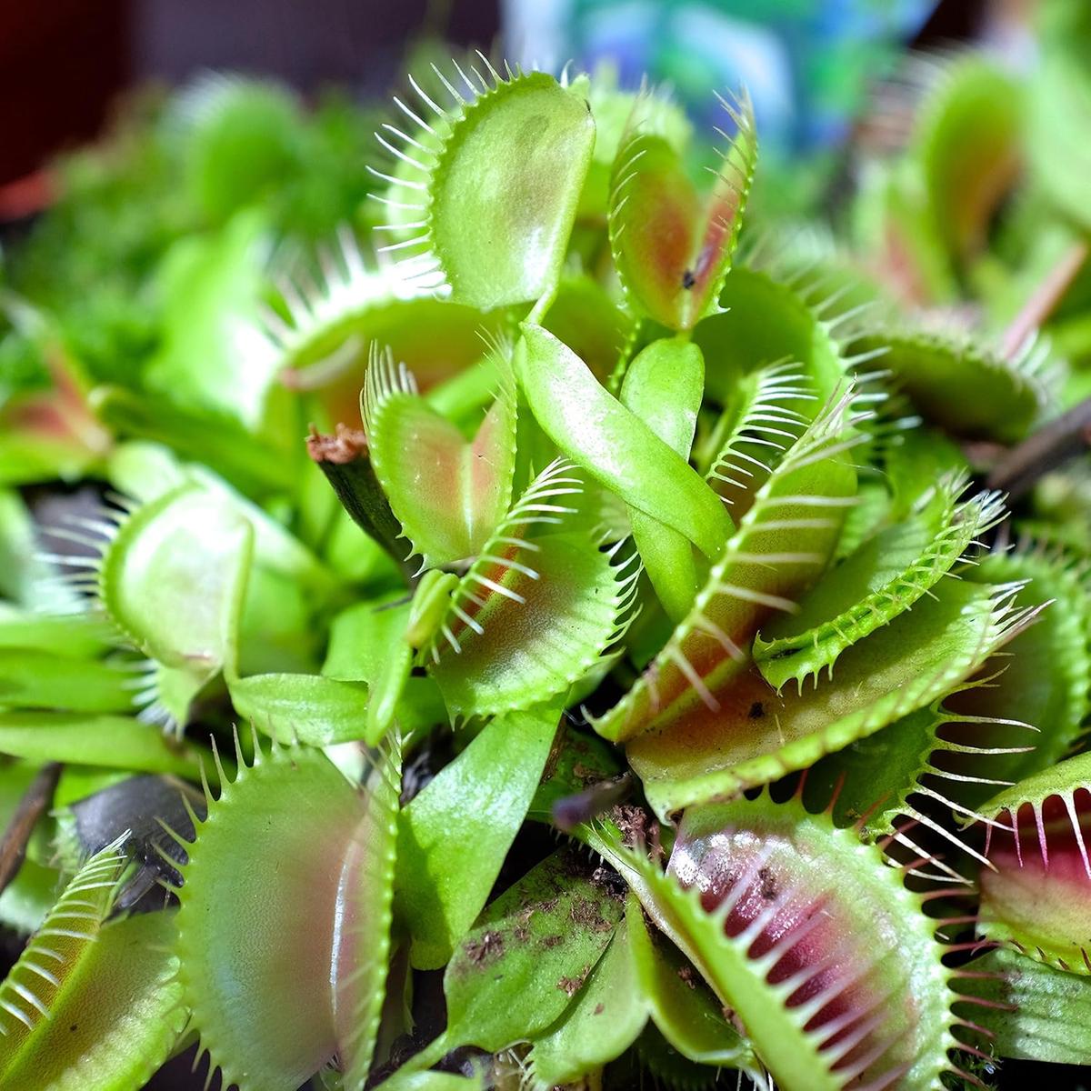 Venus Fly Trap Flower Seeds for Planting  Heirloom, Non-GMO, High Germination Organic Garden Seeds
