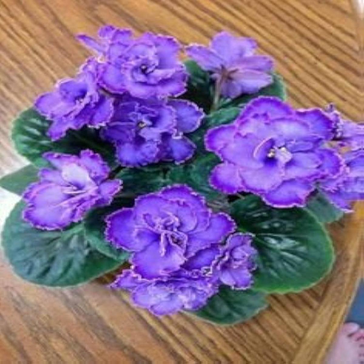 Violet Matthiola incana Seeds for Planting in Perennial Flower Bed and Herb Garden