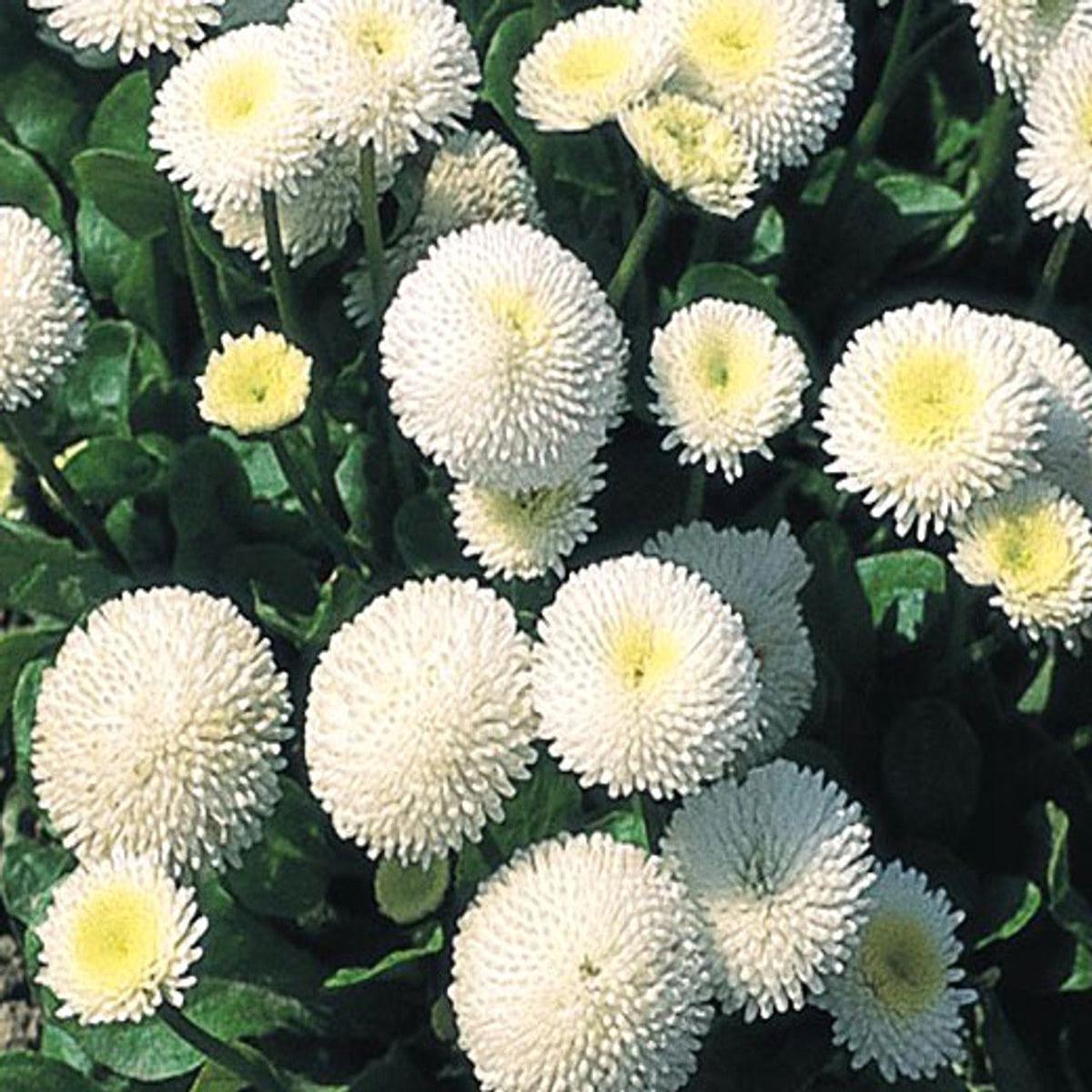 White Bellis Perennis Flower seeds for Planting - Easy to Grow, Heirloom & GMO Free Seeds for Home Garden