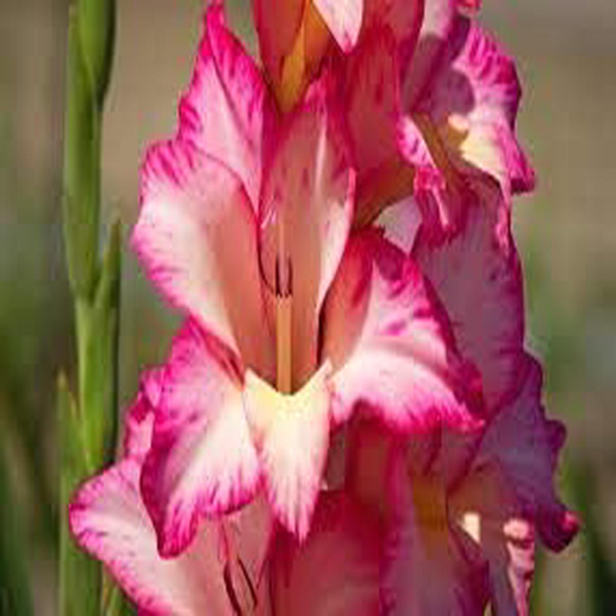 White Dark Pink Gladiolus Flower Seeds for Planting Heirloom, Non-GMO, Organic Garden Seeds with High Germination