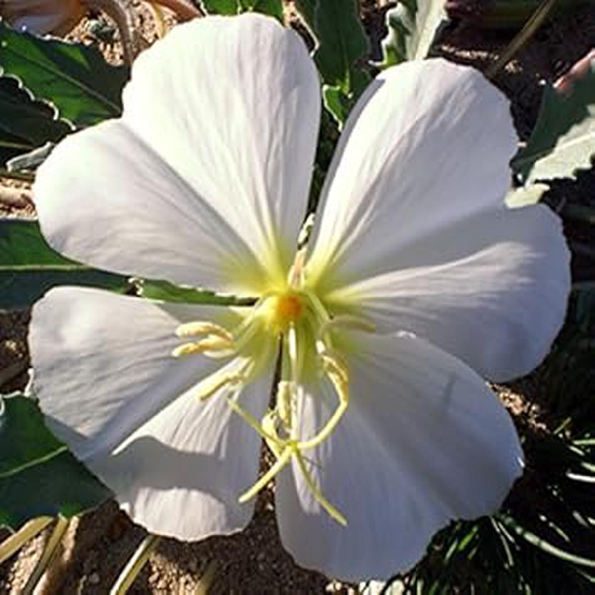 White Oenothera Flower seeds for Planting - Shade Tolerant, Heirloom & GMO Free Seeds for Home Garden