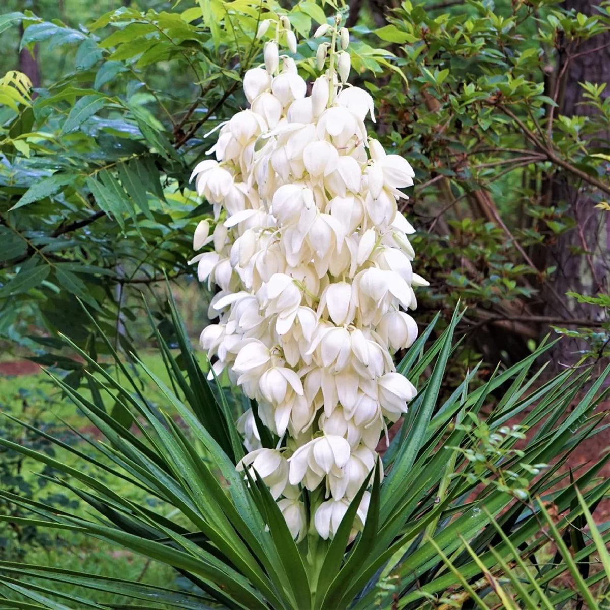 White Yucca Filamentosa Flower seeds for Planting Colorful Display Heirloom & GMO Free Seeds for Home Garden Sale