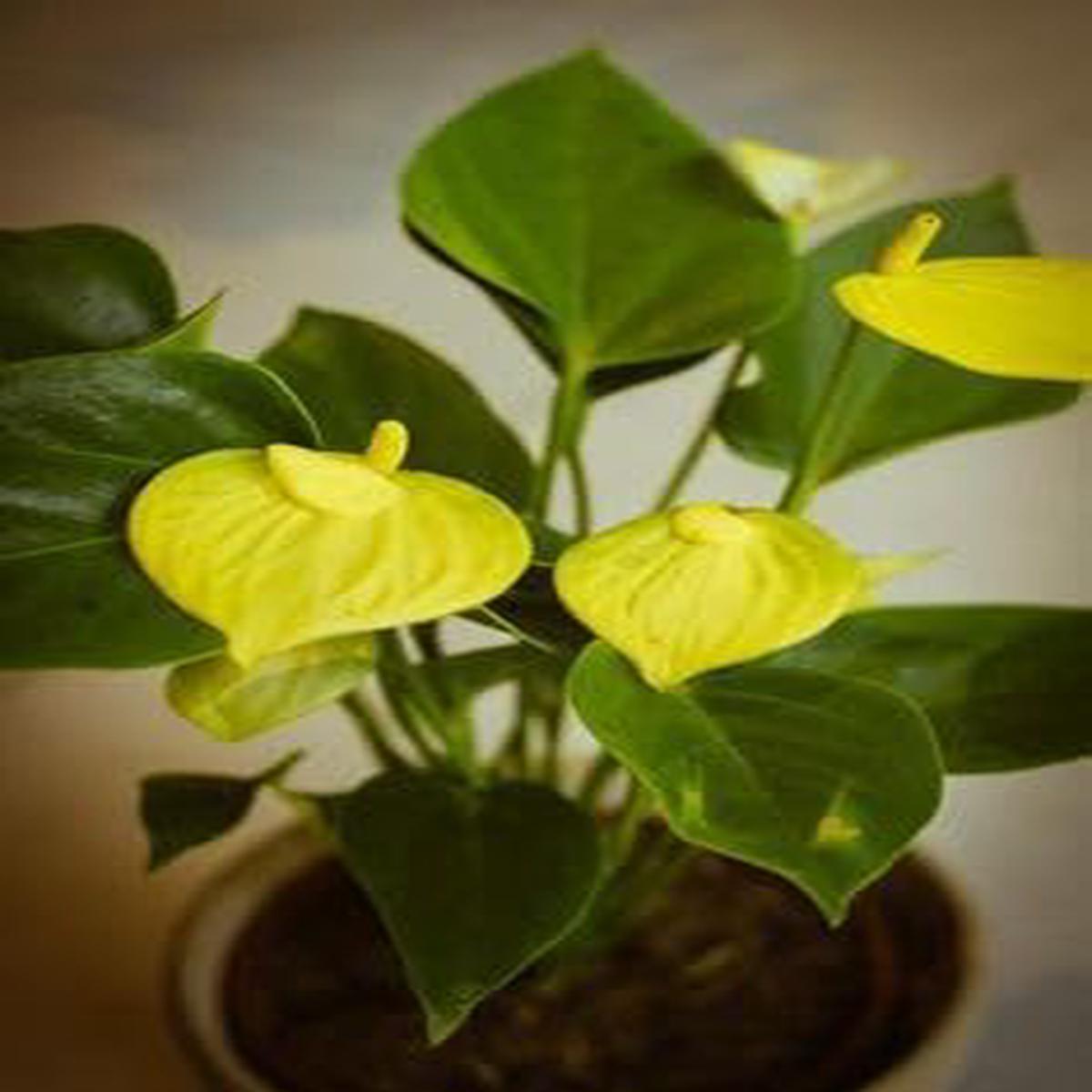 Yellow Anthurium Andraeanum Flower Seeds for Planting | Non-GMO Heirloom High Germination Organic Garden Seeds