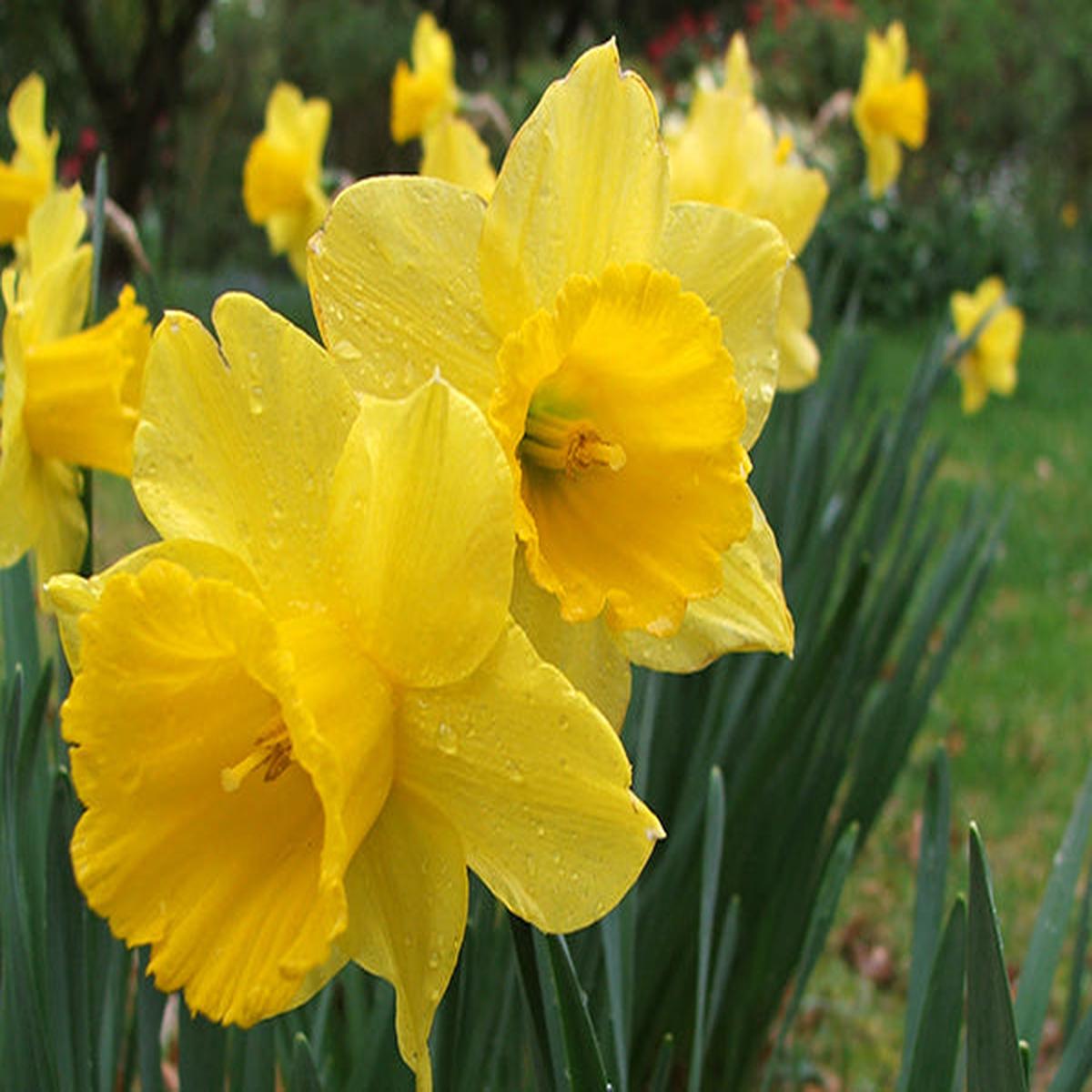 Yellow Double Petals Narcissus Flower Seeds for Planting Heirloom Non-GMO High Germination Organic Garden Seeds