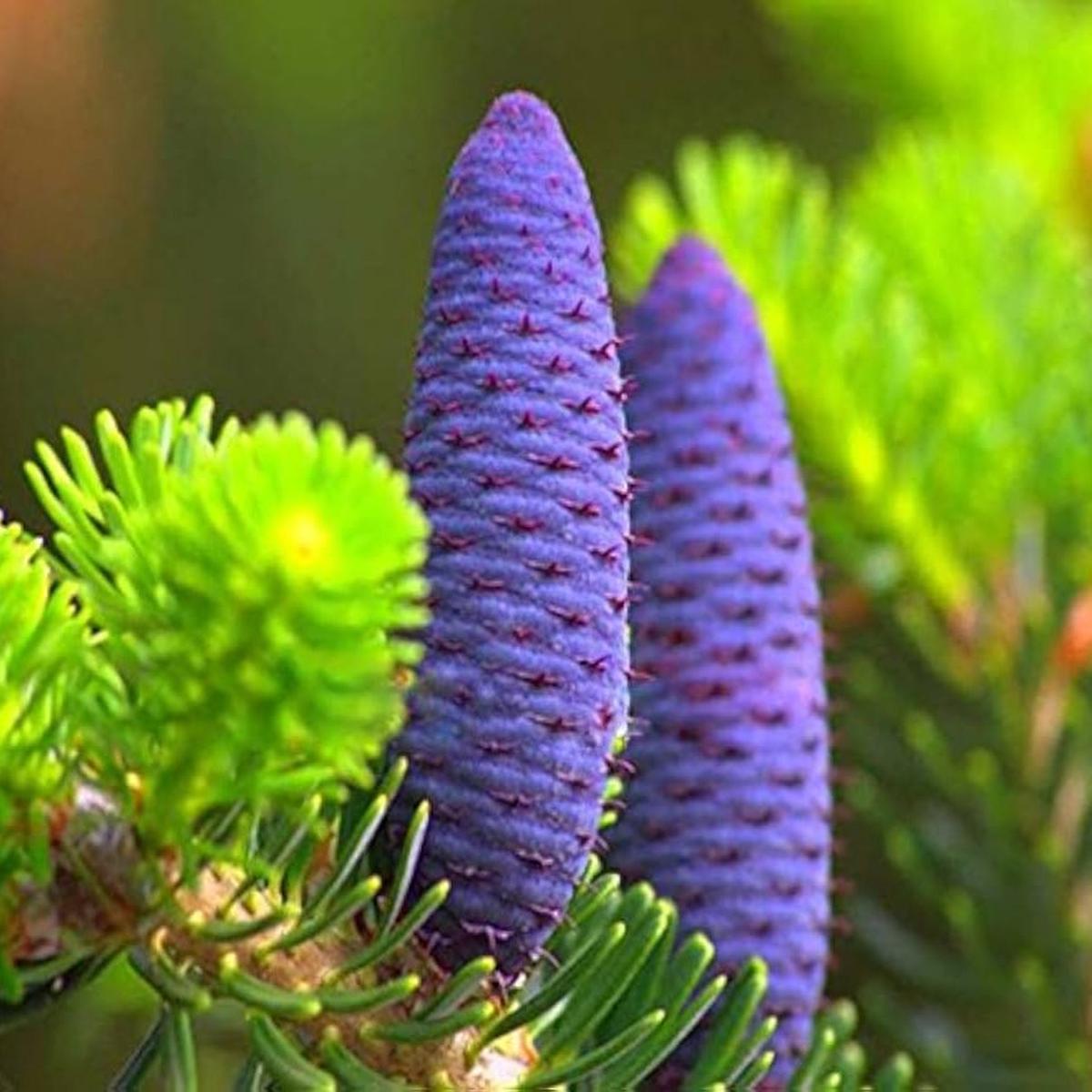 Abies Purple Plant Seeds for Planting Organic, Heirloom, Non-GMO Conifer Seeds