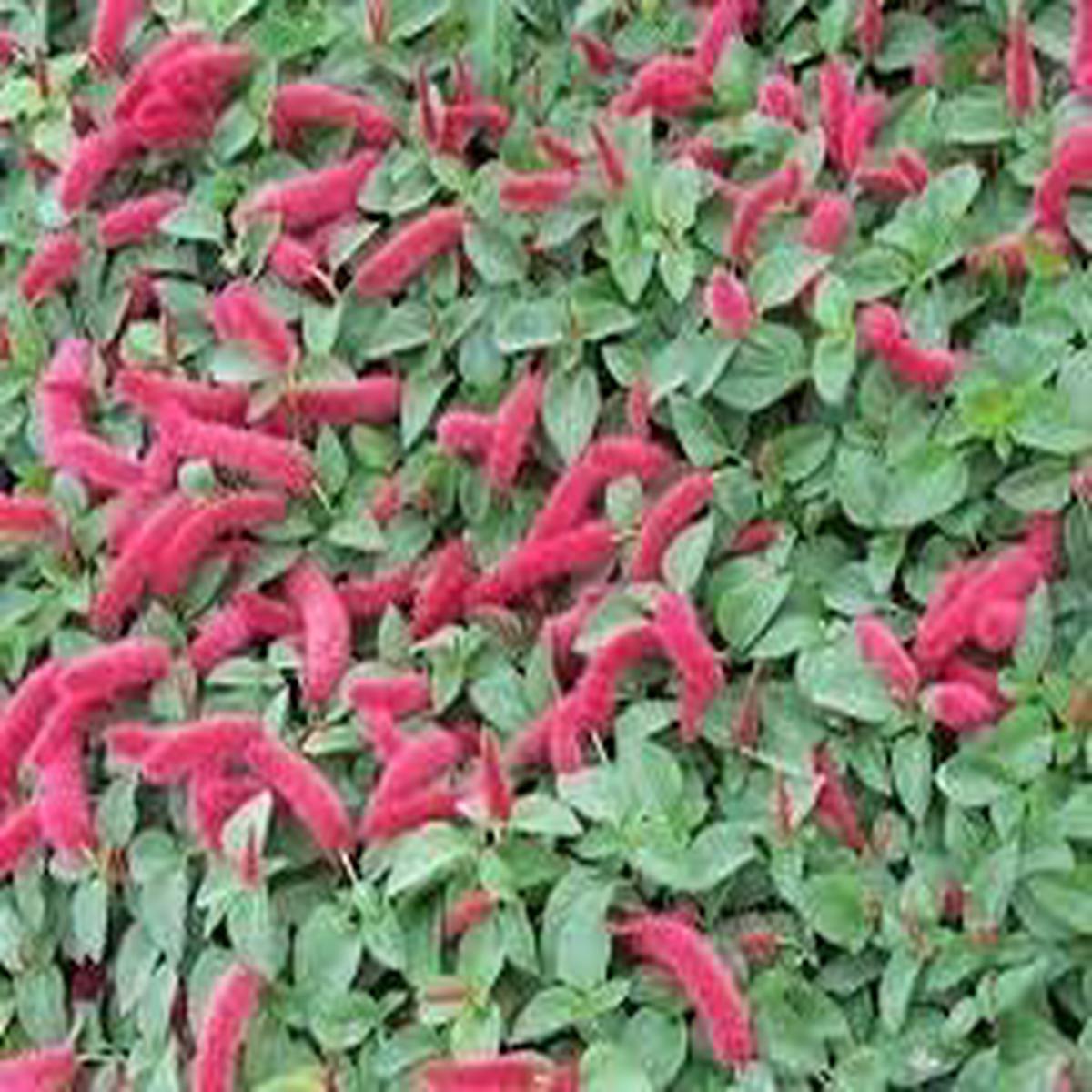 Acalypha Flower Seeds for Planting Heirloom & Non-GMO Garden Seeds