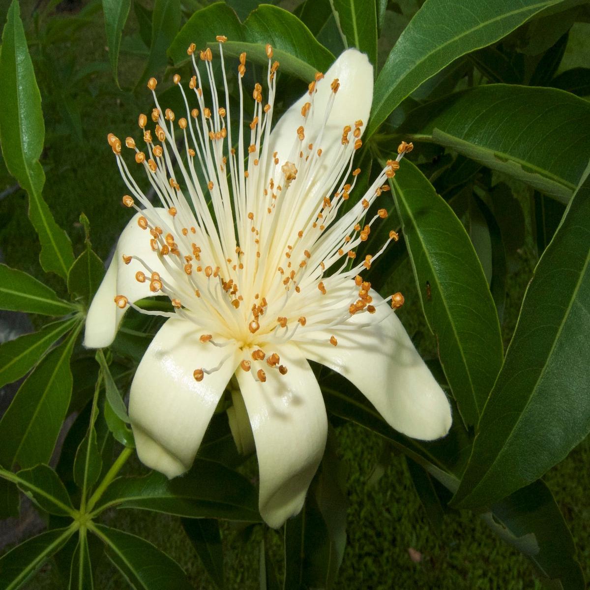 Adansonia Gregorii Seeds (Australian Baobab) Heirloom Non-GMO Rare Tree Seeds for Planting