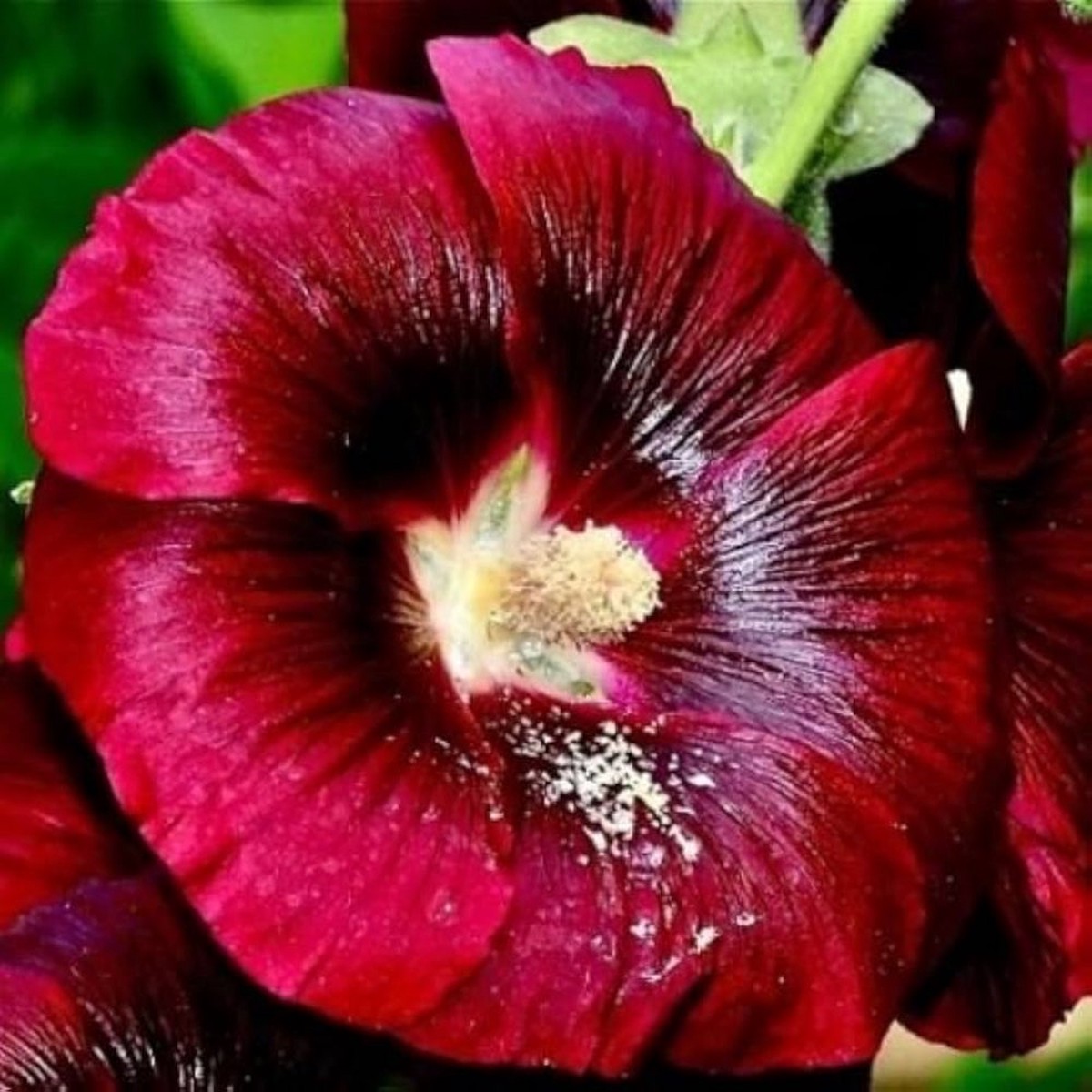 Alcea Rosea Wine Country Romance Alcea rosea Seeds for Planting in Flower Bed