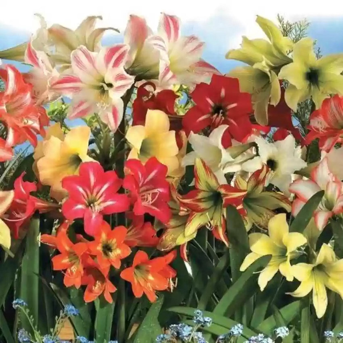 Amaryllis Barbados Mixed Color Flower Seeds for Planting Non-GMO, High Germination, Heirloom Organic Garden Seeds
