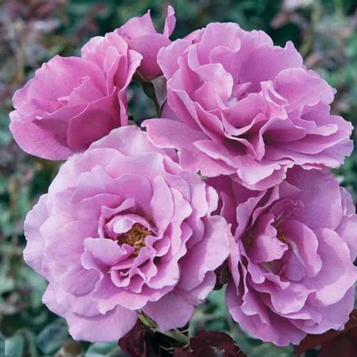 Angel Face Floribunda Perennial Rose Seeds Heirloom, Non-GMO, High Germination Organic Garden Seeds