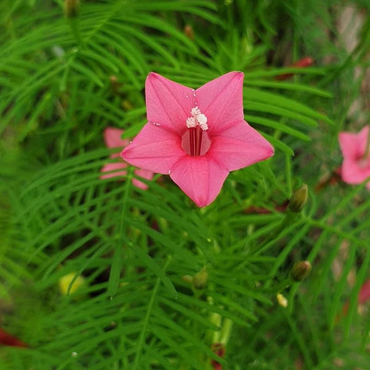 Annual Rose Cypress Vine Flower Seeds for Planting  Heirloom, Non-GMO, High Germination, Vibrant Colors