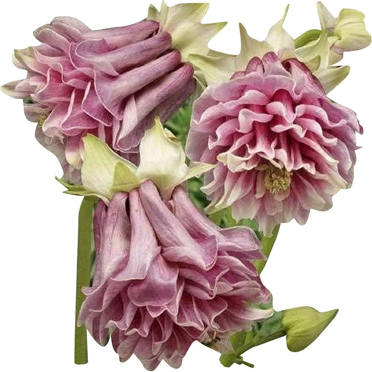Aquilegia Seeds for Planting home garden flower bed