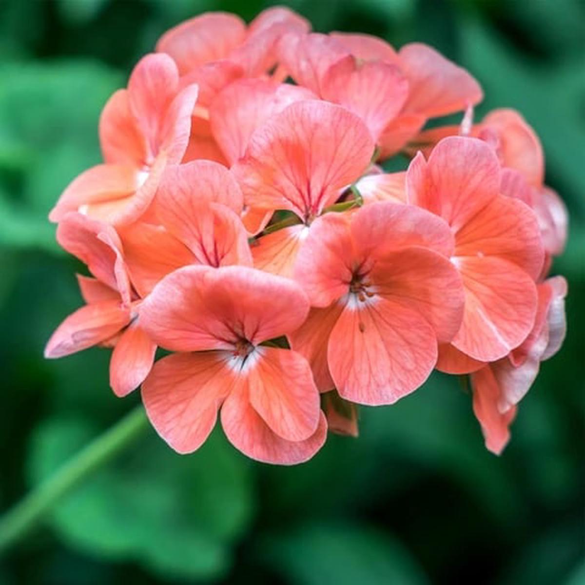 Biosnyg Geranium Flower Garden Seeds Salmon Long Bloom Season, Heirloom, Non-GMO, High Germination Organic Garden Seeds