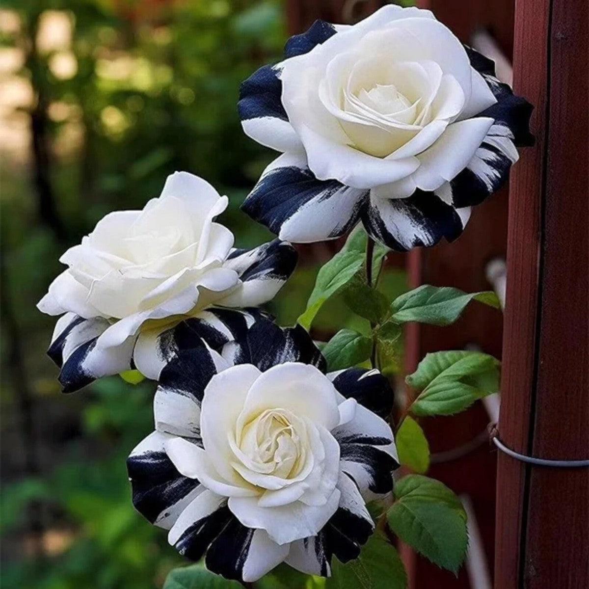 Black and White Rose Seeds for Planting Heirloom, Non-GMO, Rare, Perennial