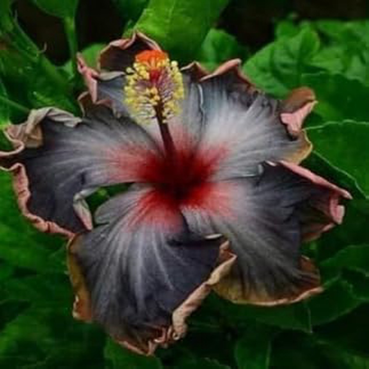 Black Orange Hibiscus Flower Seeds  Heirloom Non-GMO, High Germination Organic Garden Seeds for Planting Vibrant Blooms