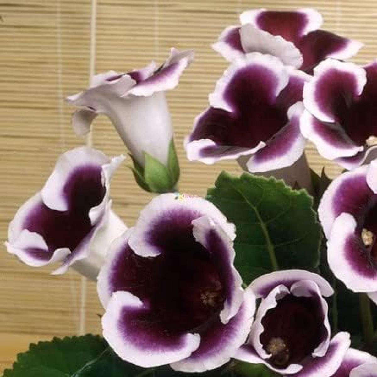 Black White Gloxinia Flower Seeds for Garden Non-GMO, Heirloom, High Germination Seeds