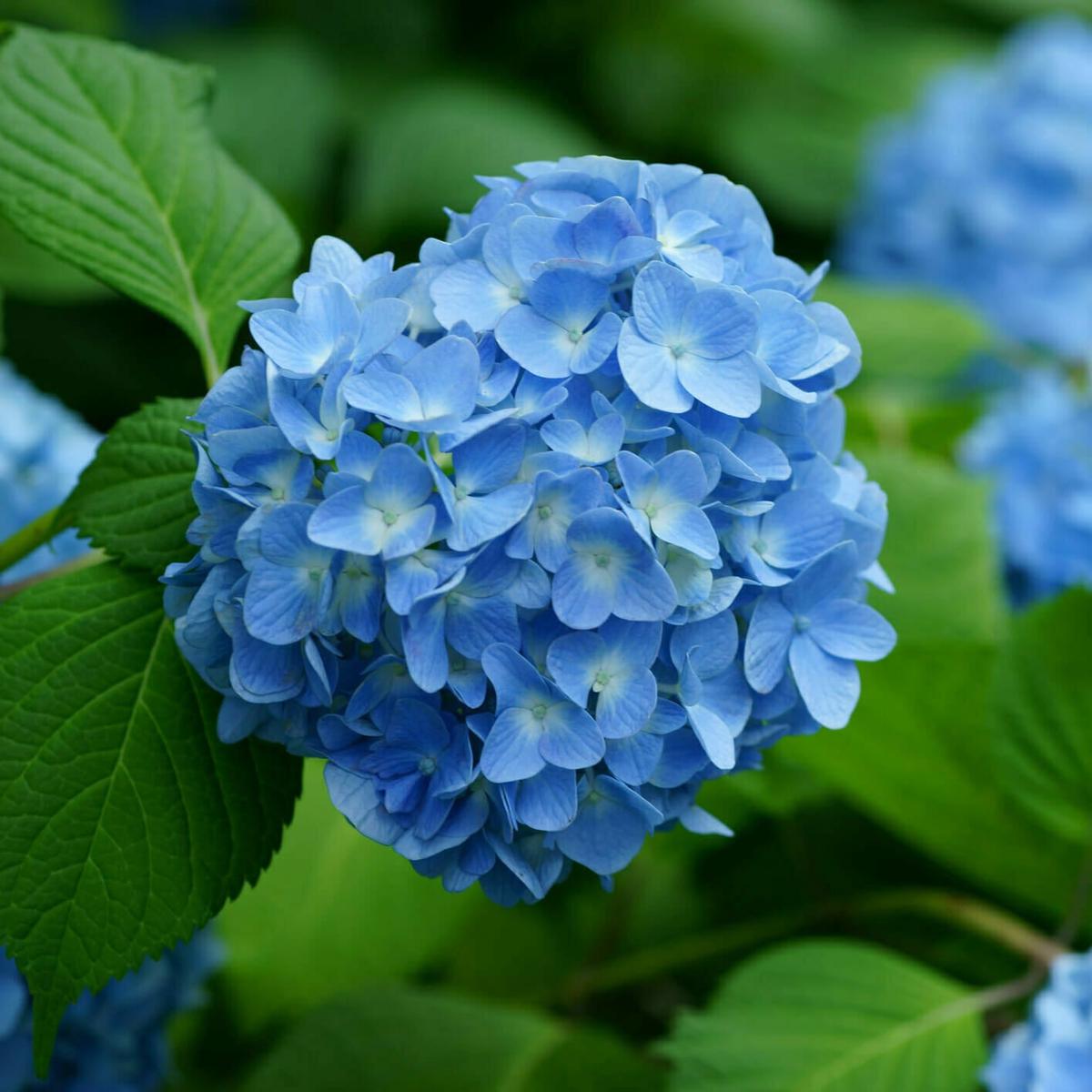Blue Hydrangea Flower Seeds for Planting  Heirloom, Non-GMO, Perennial, Shade-Tolerant