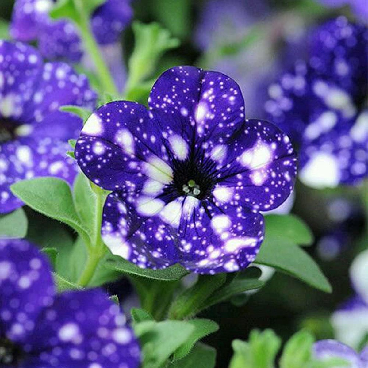 Blue & White Petunia Flower Seeds for Planting - Heirloom, NON-GMO, High Germination Organic Garden Seeds