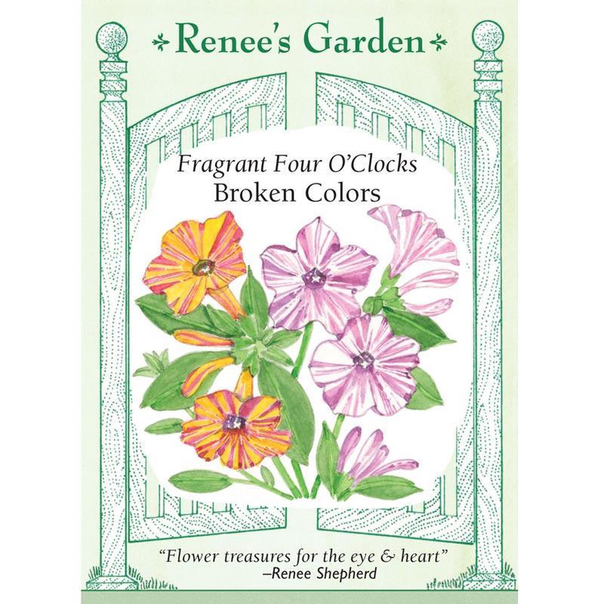 Broken Colors Four O'Clock Flower Seeds