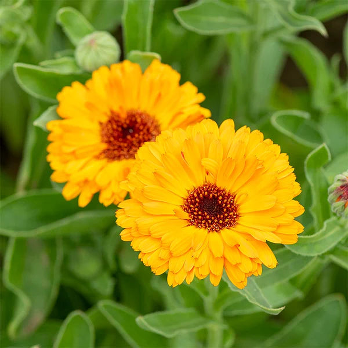 Calendula Officinalis Yellow Flowering Seeds For Planting