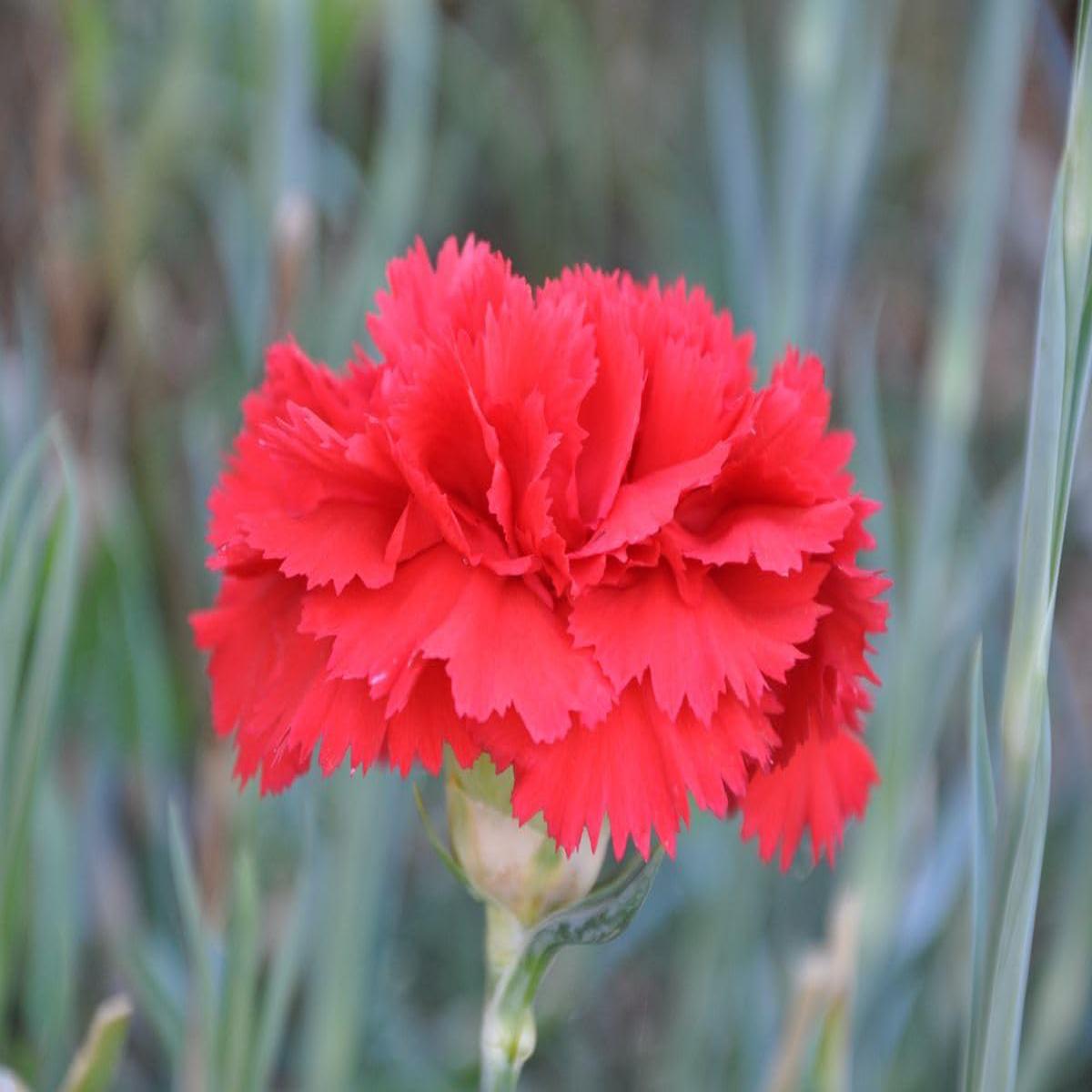 Carnation Dianthus Flower Seeds for Planting Heirloom, Non-GMO, High Germination Organic Garden Seeds