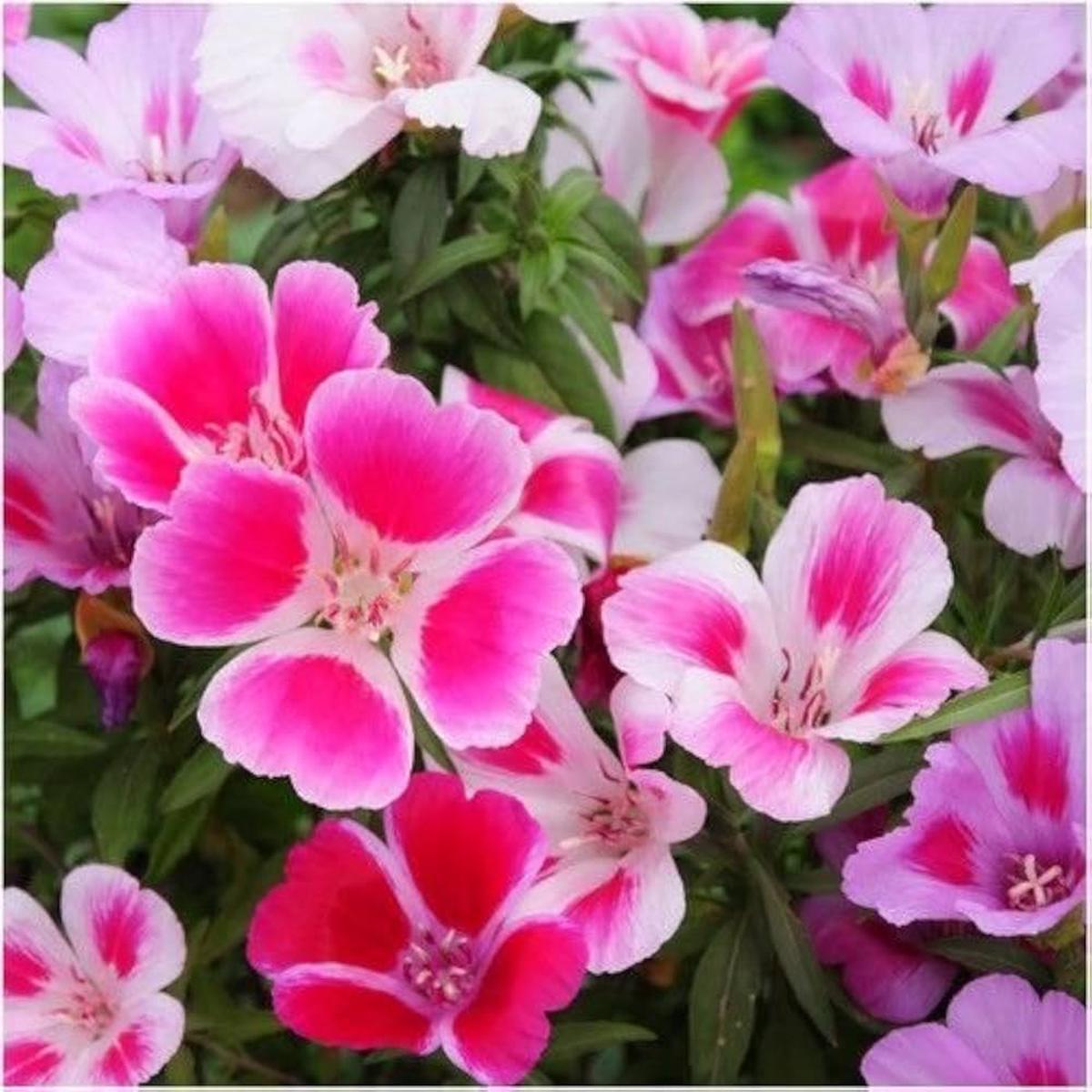 Clarkia Catley Seeds for Planting - Colorful Flowers for Flower Bed & Urban Garden