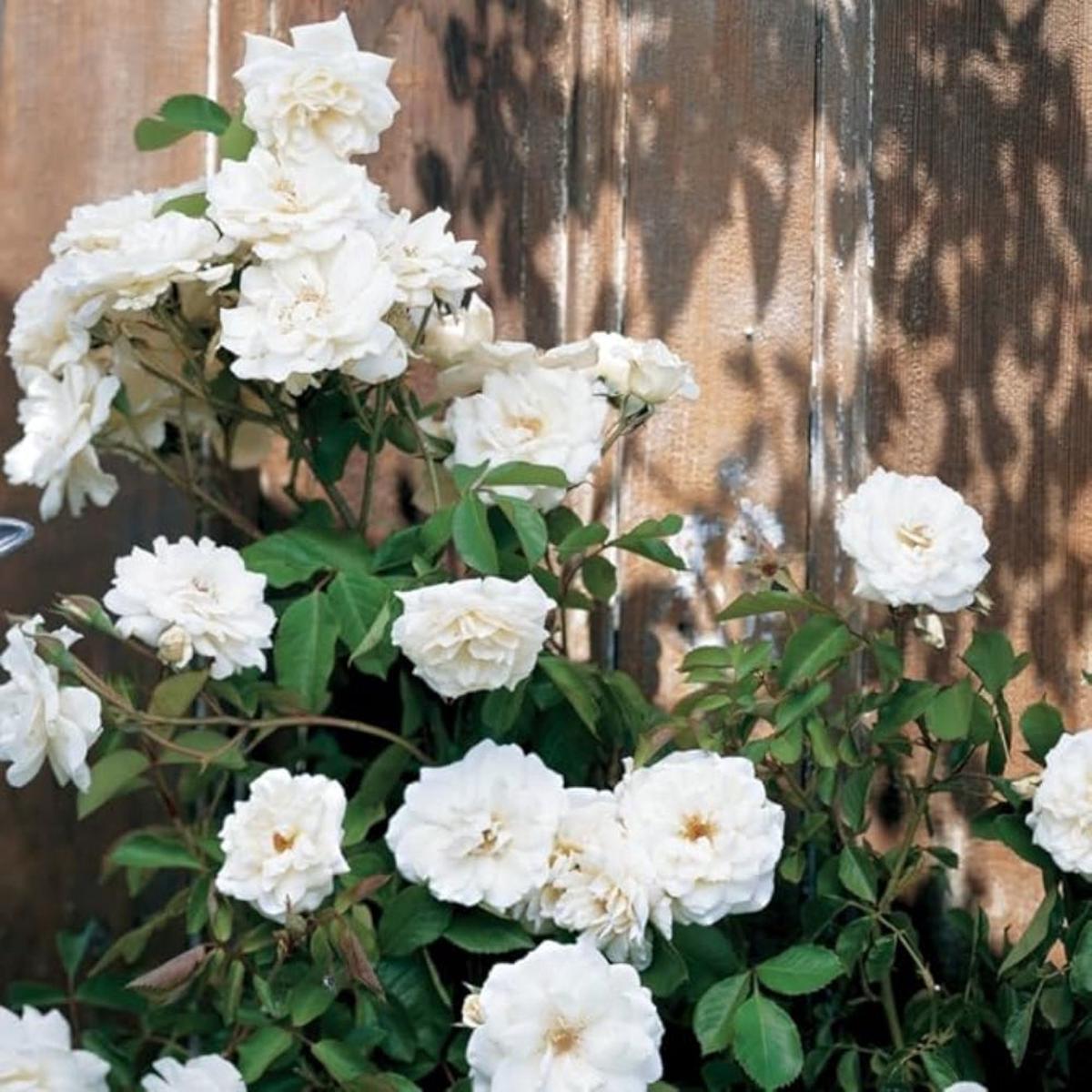 Climbing White Fairy Rose Heirloom, Non-GMO, Easy to Grow, Perennial, White Flowers