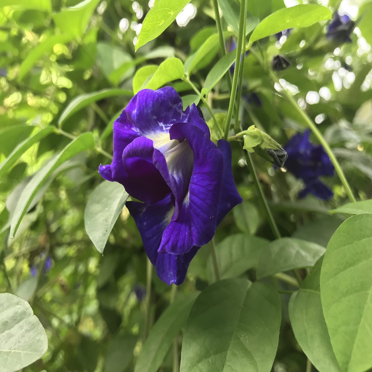 Clitoria Flower Seeds for Planting  Heirloom, Non-GMO, High Germination Organic Garden Seeds