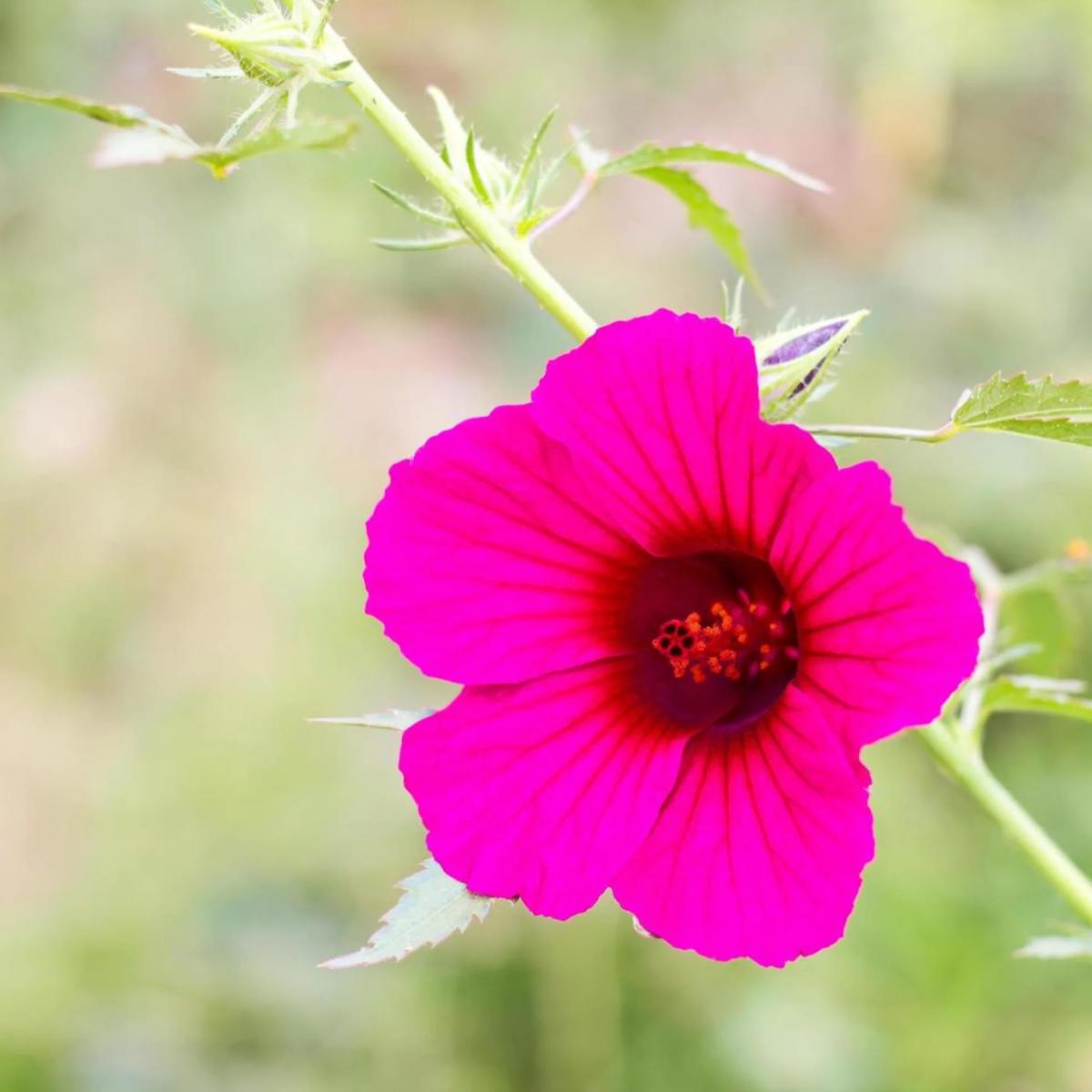 Cranberry Hibiscus Flower Seeds for Planting Heirloom, Non-GMO, Easy to Grow, Annual