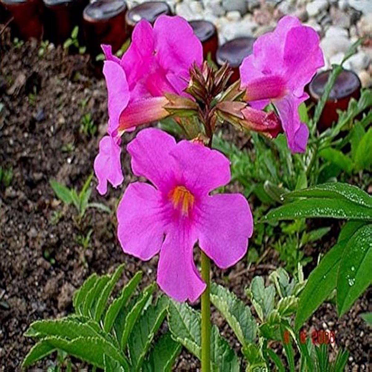 Cream Purple Hardy Gloxinia Incarvillea Rosy Mix Planting Flower Bed And Garden Decoration