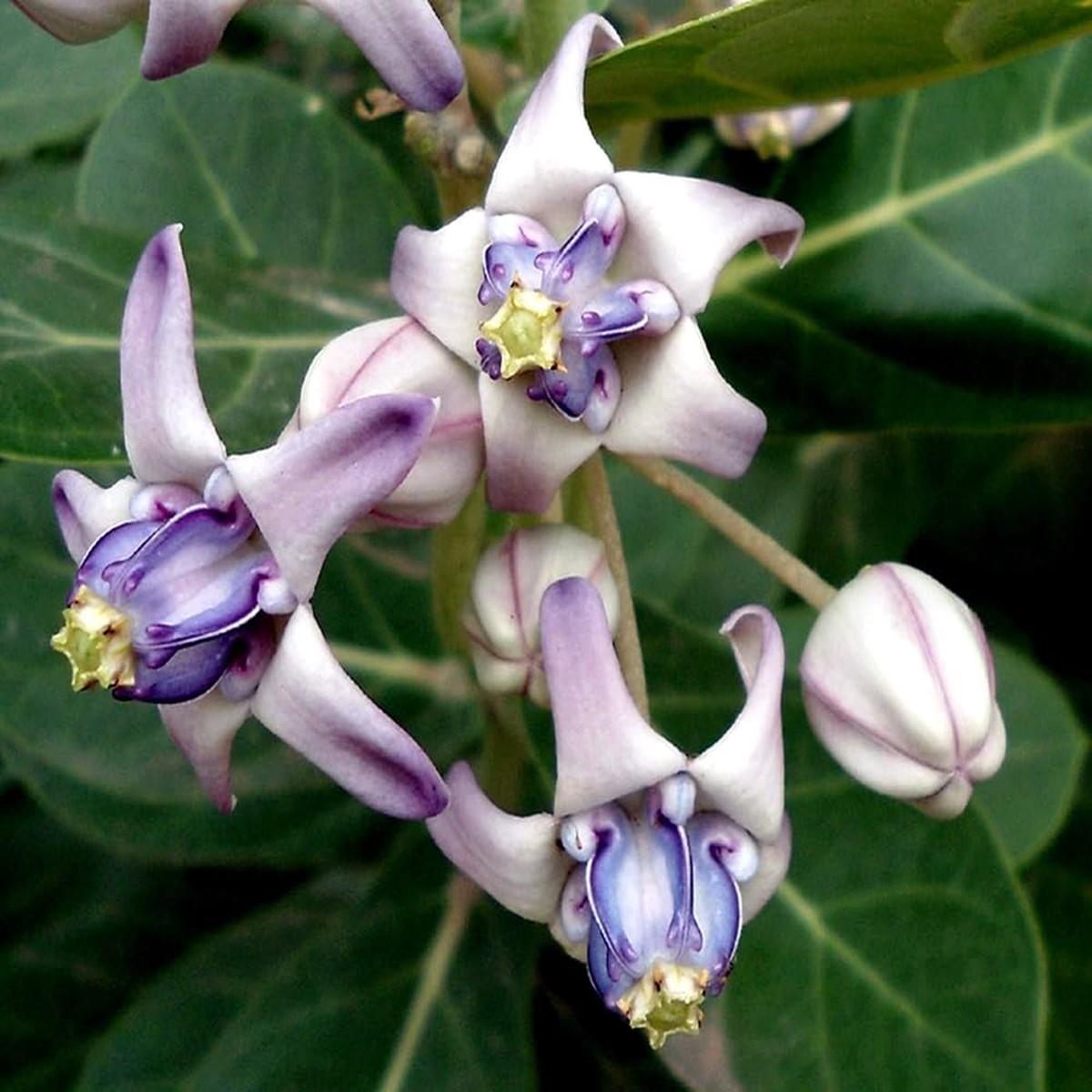 Crown Flower Calotropis Gigantea Planting Butterfly Garden Fence Line Flower Seeds Home