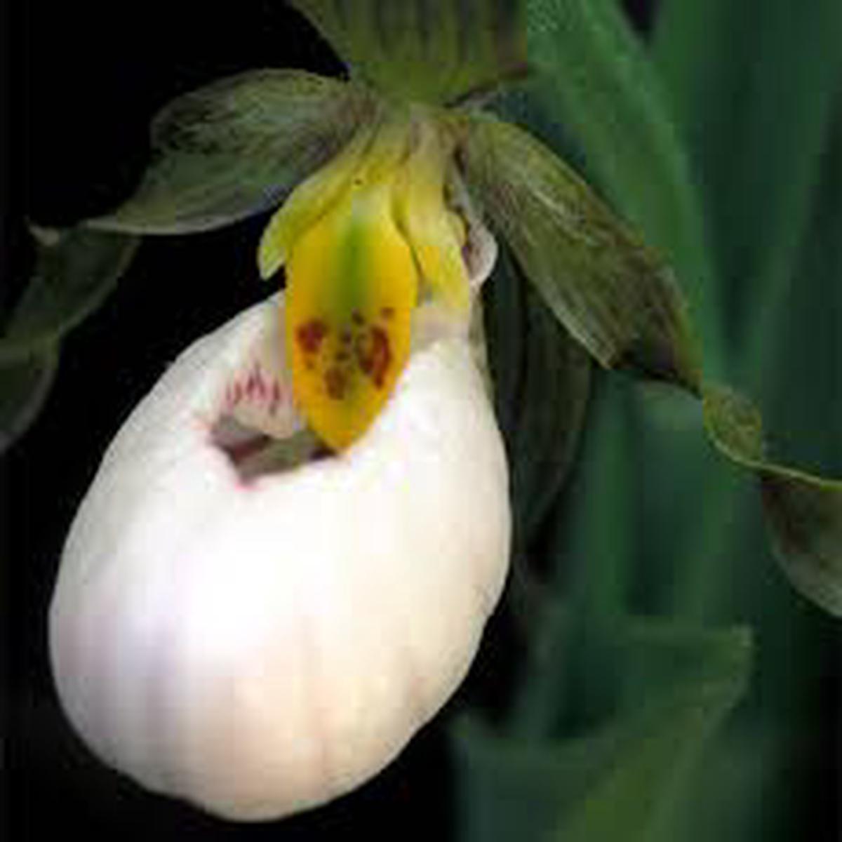 Cypripedium acaule White Ladys Slipper Flower Seeds for Planting Heirloom, Non-GMO, High Germination Seeds