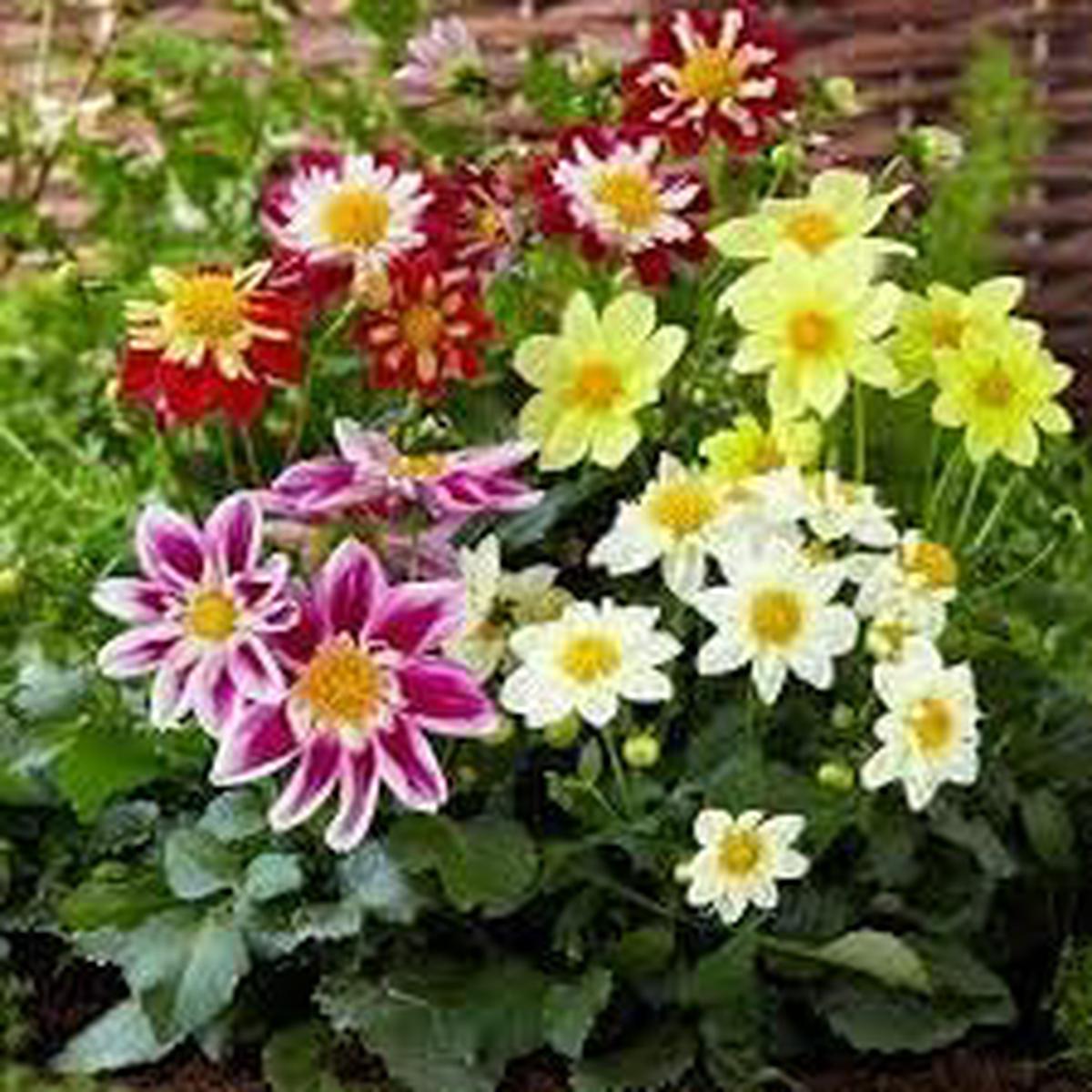 Dahlia Flower seeds for Planting Low Maintenance Heirloom & GMO Free Seeds for Home Garden