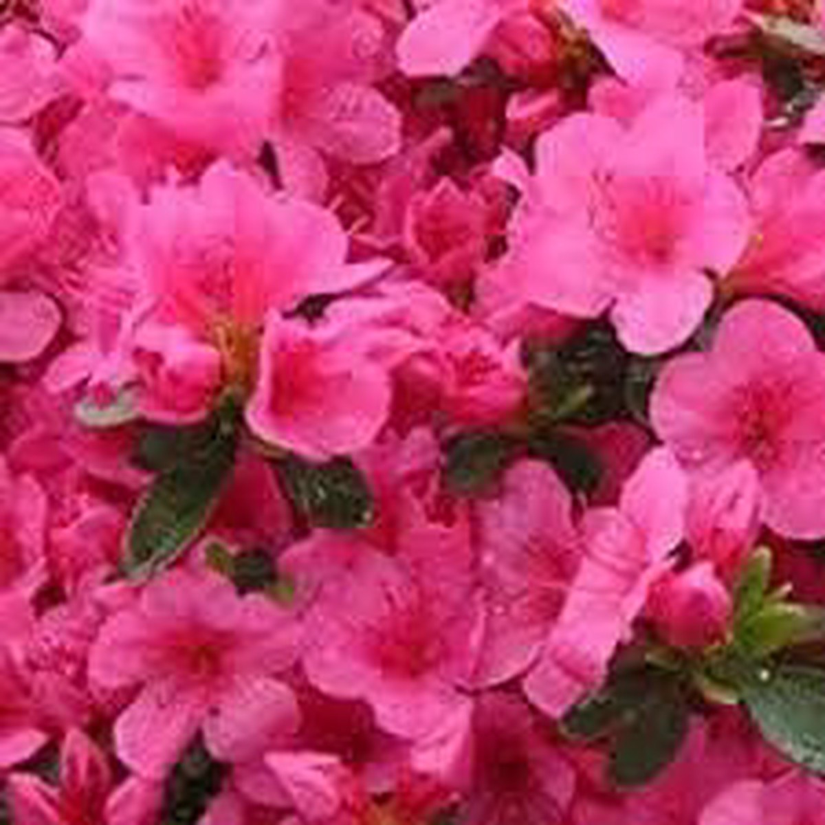 Dark Pink Azalea Flower Seeds for Planting Heirloom, Organic, Non-GMO, High Germination Garden Blooms