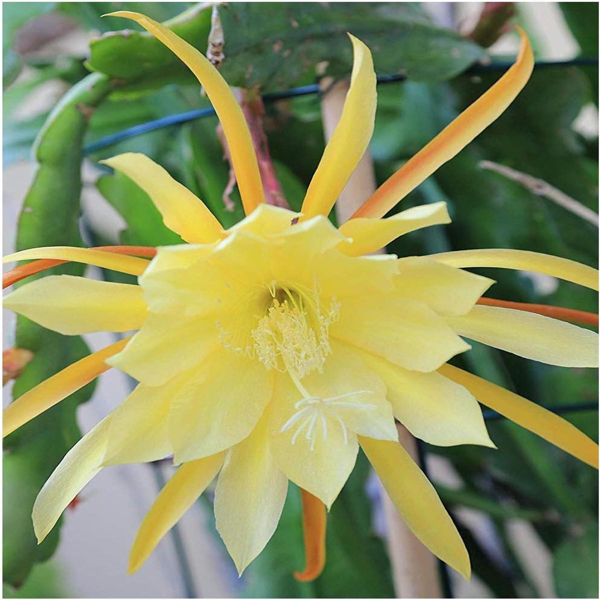 Epiphyllum Orchid Seeds for Planting, NON GMO Seeds