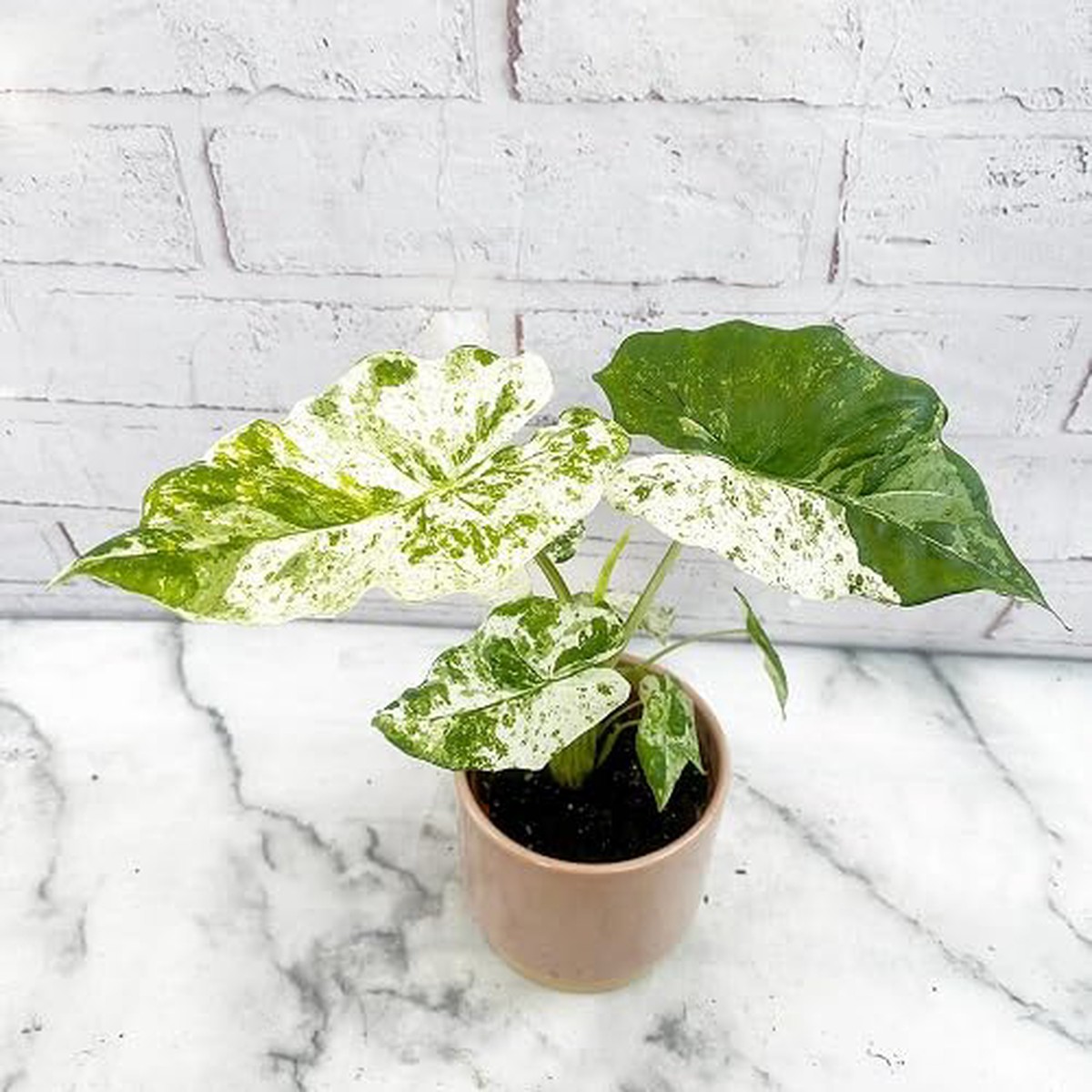 Green White Alocasia Macrorrhiza - Heirloom, Non - Gmo Seeds