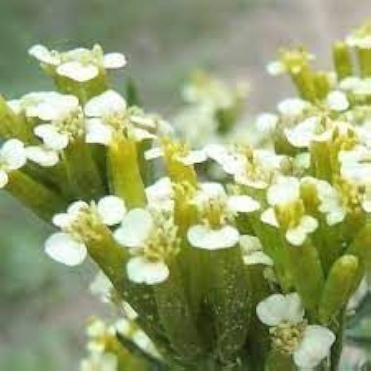 Heirloom Huacatay Flower Seeds for Planting - Non-GMO Herb High Germination Organic Garden Seeds
