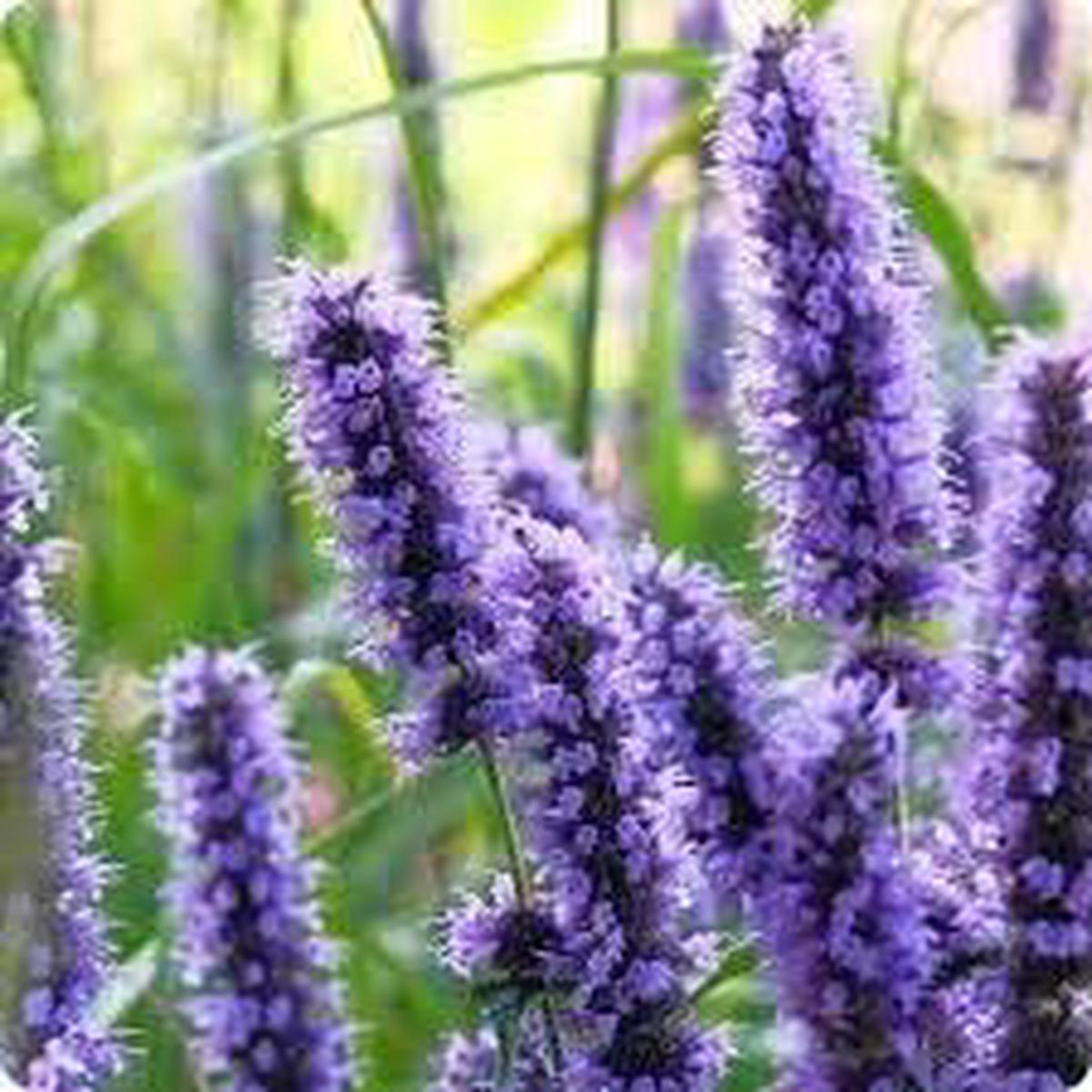 Heirloom Hyssop Flower Seeds for Planting Sun Loving, Non-GMO, High Germination Organic Garden Seeds