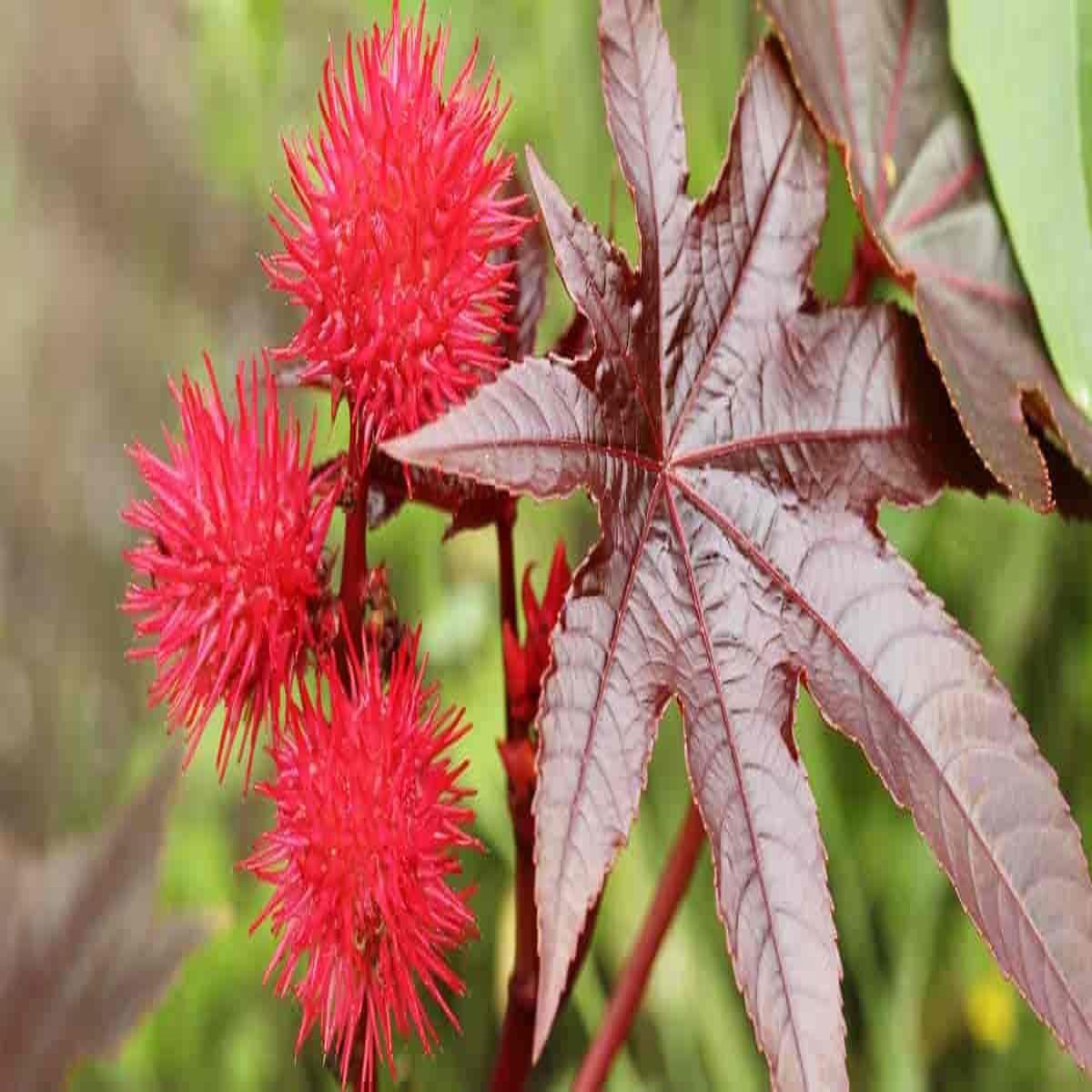 Heirloom Non-GMO Carmencita Plant Seeds for Planting Ornamental Foliage for Bold Gardens