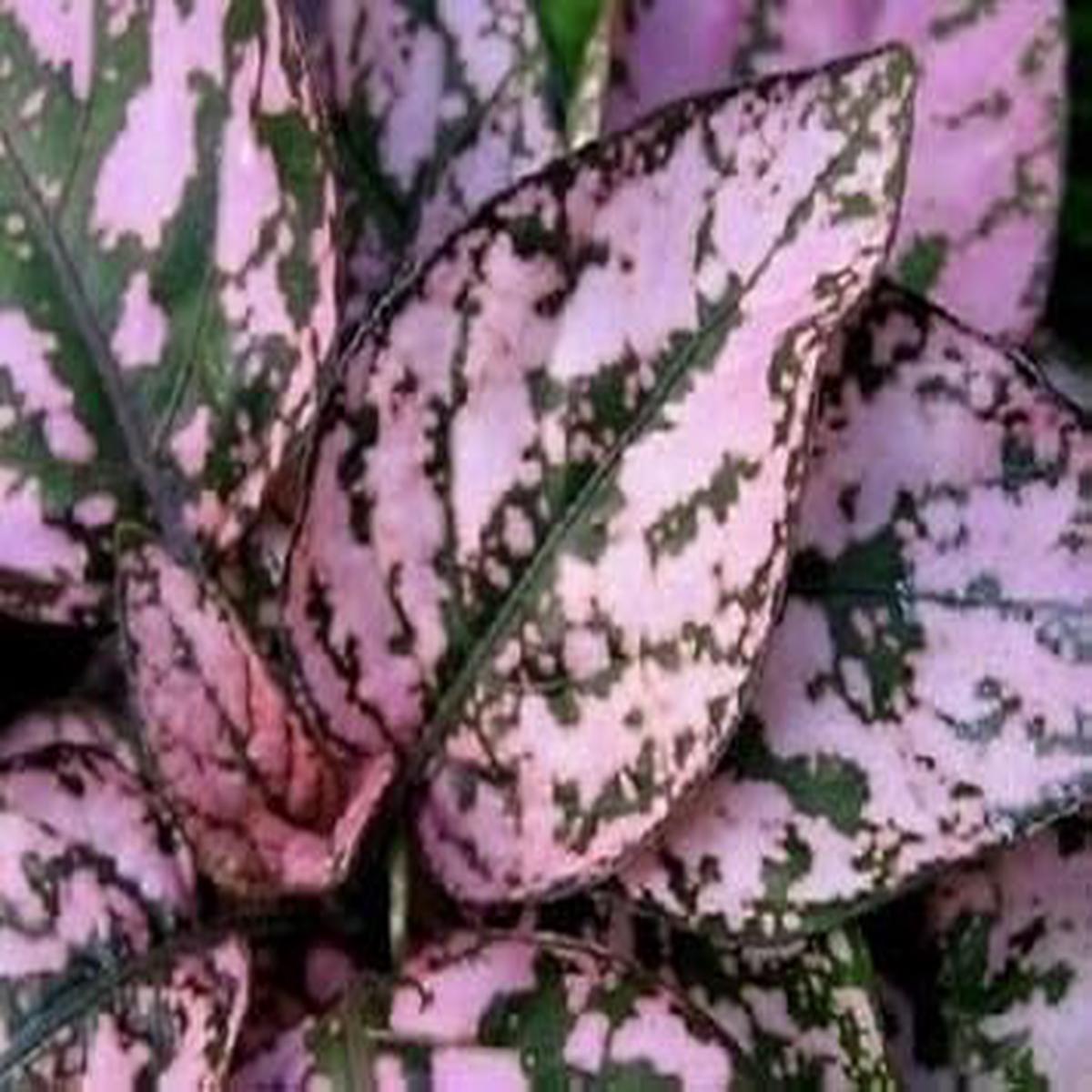 Heirloom Non-GMO Mix Hypoestes Plant Seeds for Planting  Foliage for Indoor and Outdoor Gardens