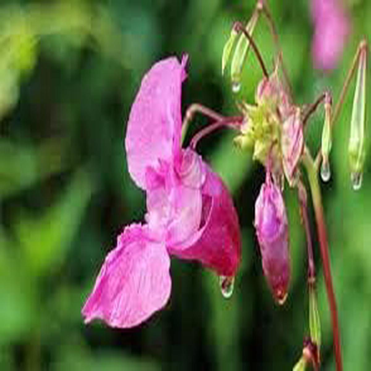 Heirloom Non-GMO Pink Balsam Flower Seeds for Garden Planting High Germination Organic Garden Seeds