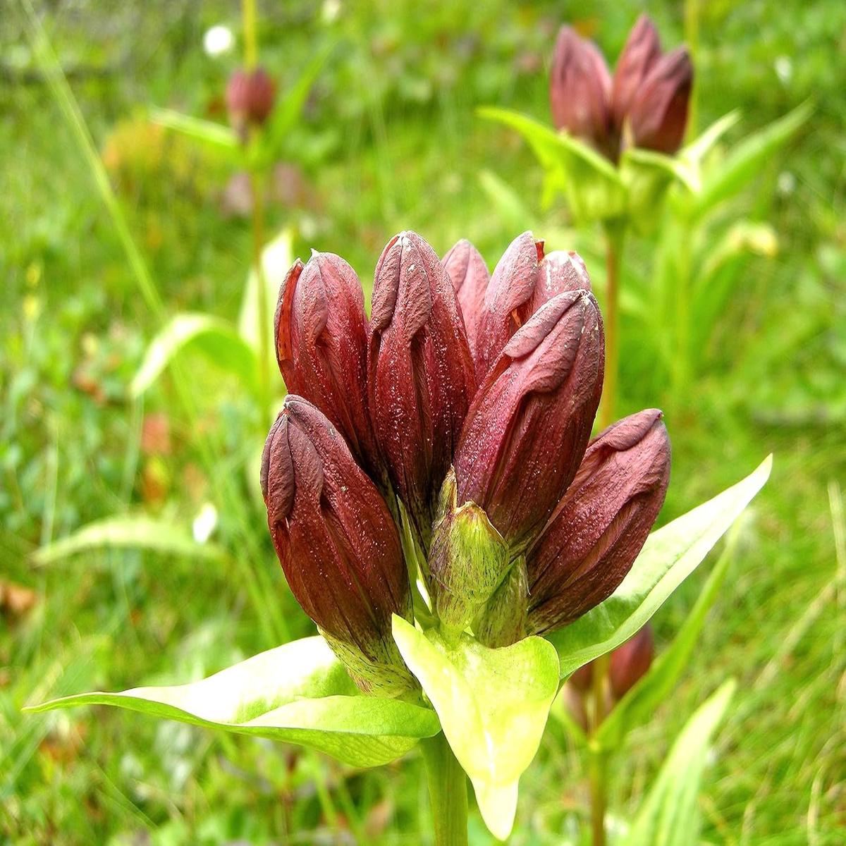 Heirloom Non-GMO Purple Gentian Flower Seeds for Planting Rare Alpine Organic Garden Seeds with High Germination