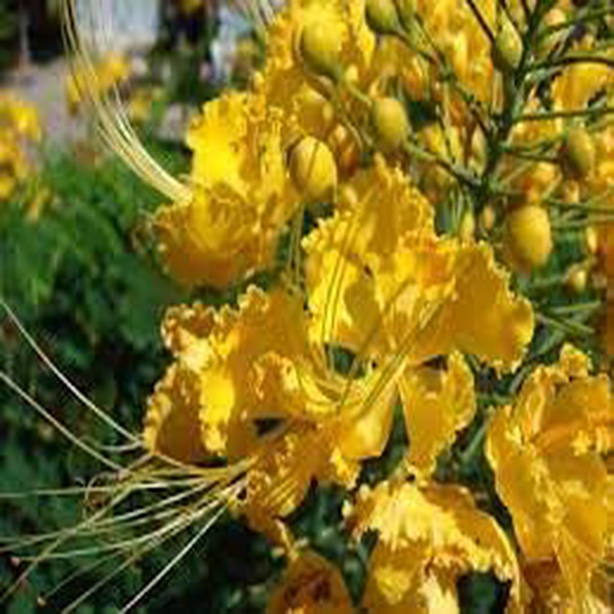 Heirloom Non-GMO Yellow Caesalpinia Flower Seeds for Planting Tropical Organic Garden Seeds