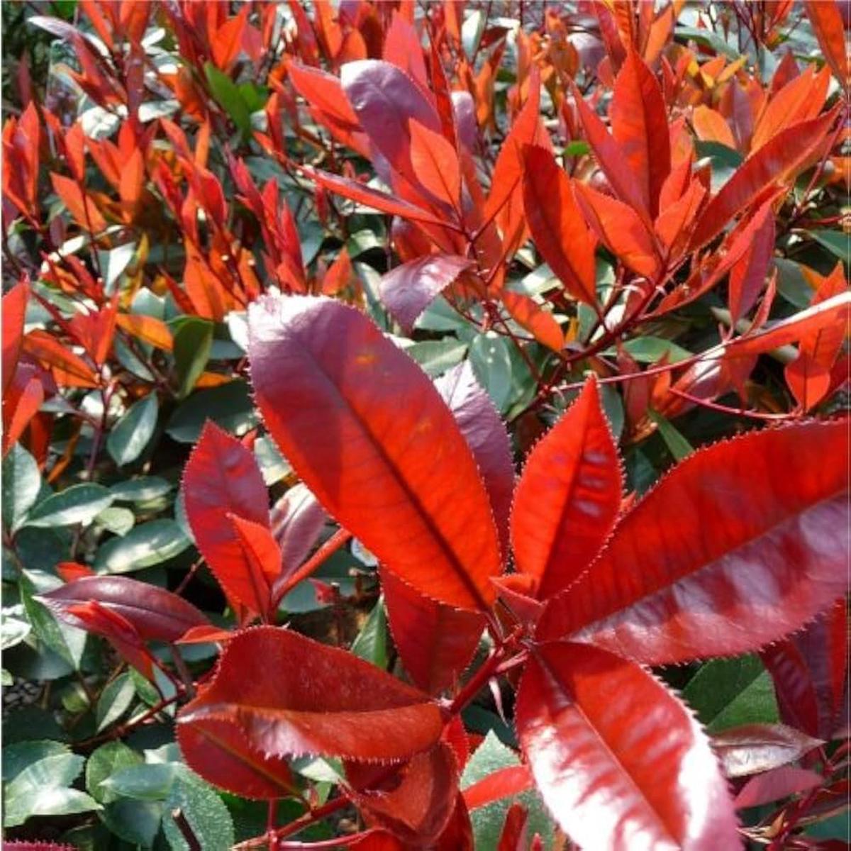 Heirloom Photinia Fraseri Red Tip Flowering Shrub Seeds Non-GMO Ornamental Seeds for Planting, High Germination