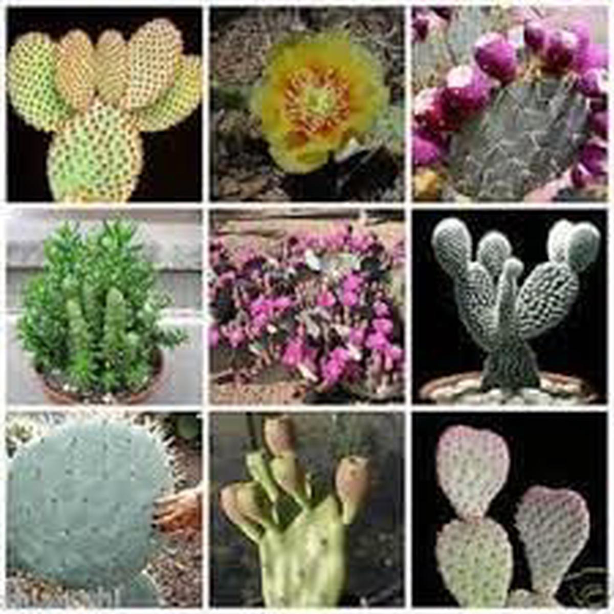Heirloom Samen Kakteen Plant Seeds, Non-GMO, Rare Cactus Variety for Indoor or Desert Gardens